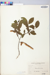 Leucothoe racemosa image