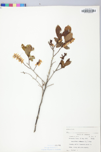Leucothoe racemosa image