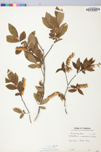 Leucothoe racemosa image