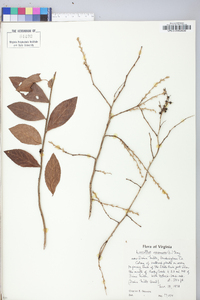 Leucothoe racemosa image