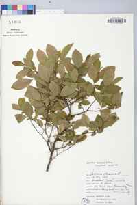 Leucothoe racemosa image