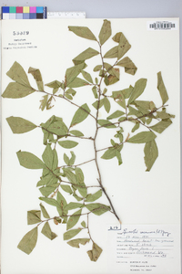 Leucothoe racemosa image