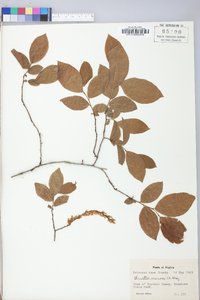 Leucothoe racemosa image