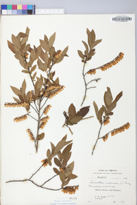 Leucothoe racemosa image