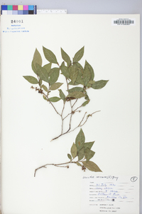 Leucothoe racemosa image