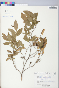 Leucothoe racemosa image