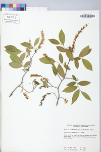 Leucothoe racemosa image