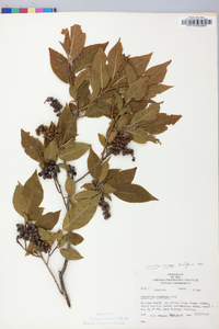 Leucothoe recurva image