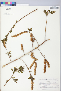 Leucothoe recurva image