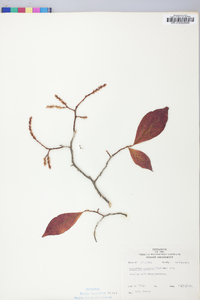 Leucothoe recurva image