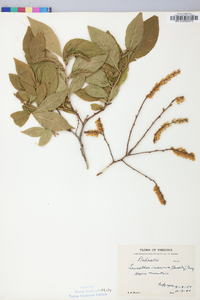 Leucothoe recurva image