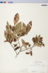 Leucothoe recurva image