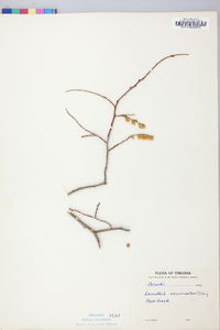 Leucothoe recurva image