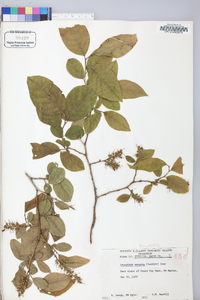 Leucothoe recurva image