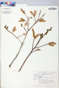 Leucothoe recurva image