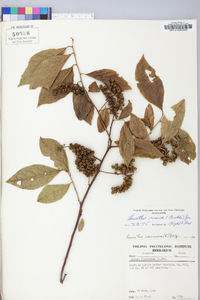 Leucothoe recurva image