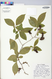 Leucothoe recurva image