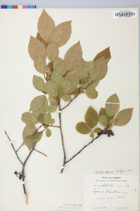 Leucothoe recurva image