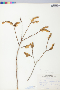 Leucothoe recurva image