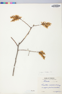 Leucothoe recurva image