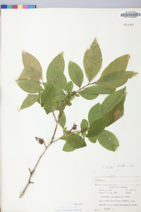 Leucothoe recurva image