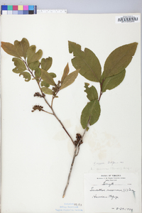 Leucothoe recurva image