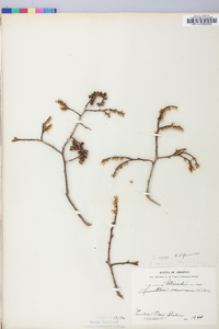 Leucothoe recurva image