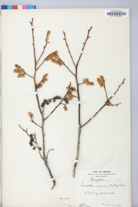 Leucothoe recurva image