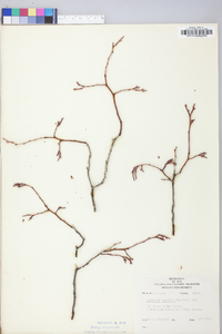 Leucothoe recurva image