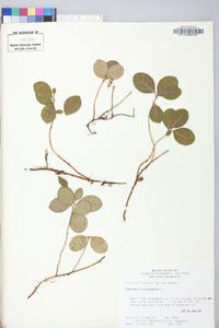 Gaultheria procumbens image