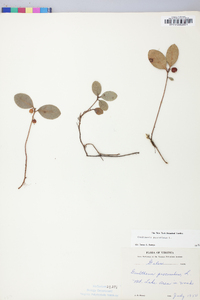 Gaultheria procumbens image