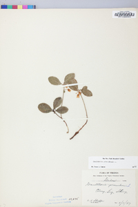 Gaultheria procumbens image