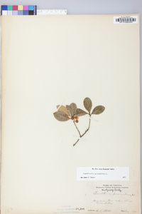 Gaultheria procumbens image