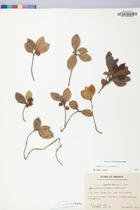 Gaultheria procumbens image