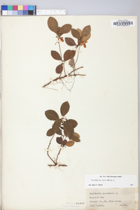 Gaultheria procumbens image