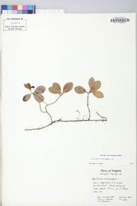 Gaultheria procumbens image