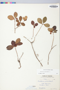 Gaultheria procumbens image