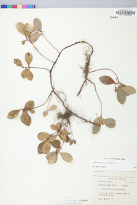 Gaultheria procumbens image