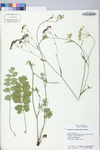 Pimpinella saxifraga image