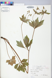 Sanicula odorata image