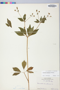 Sanicula odorata image