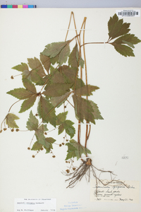 Sanicula odorata image