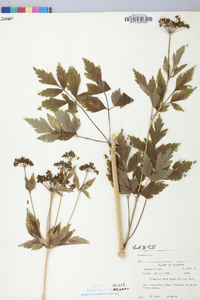 Thaspium barbinode image