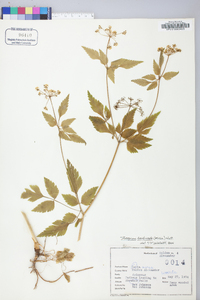 Thaspium barbinode image