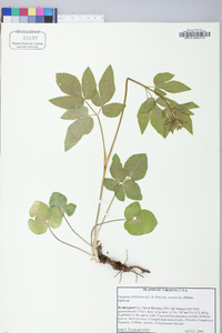 Thaspium trifoliatum image