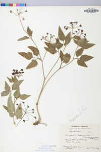 Thaspium trifoliatum image