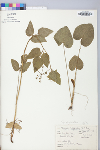 Thaspium trifoliatum image