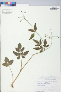 Zizia trifoliata image