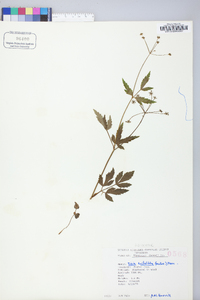 Zizia trifoliata image