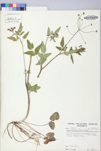 Zizia trifoliata image